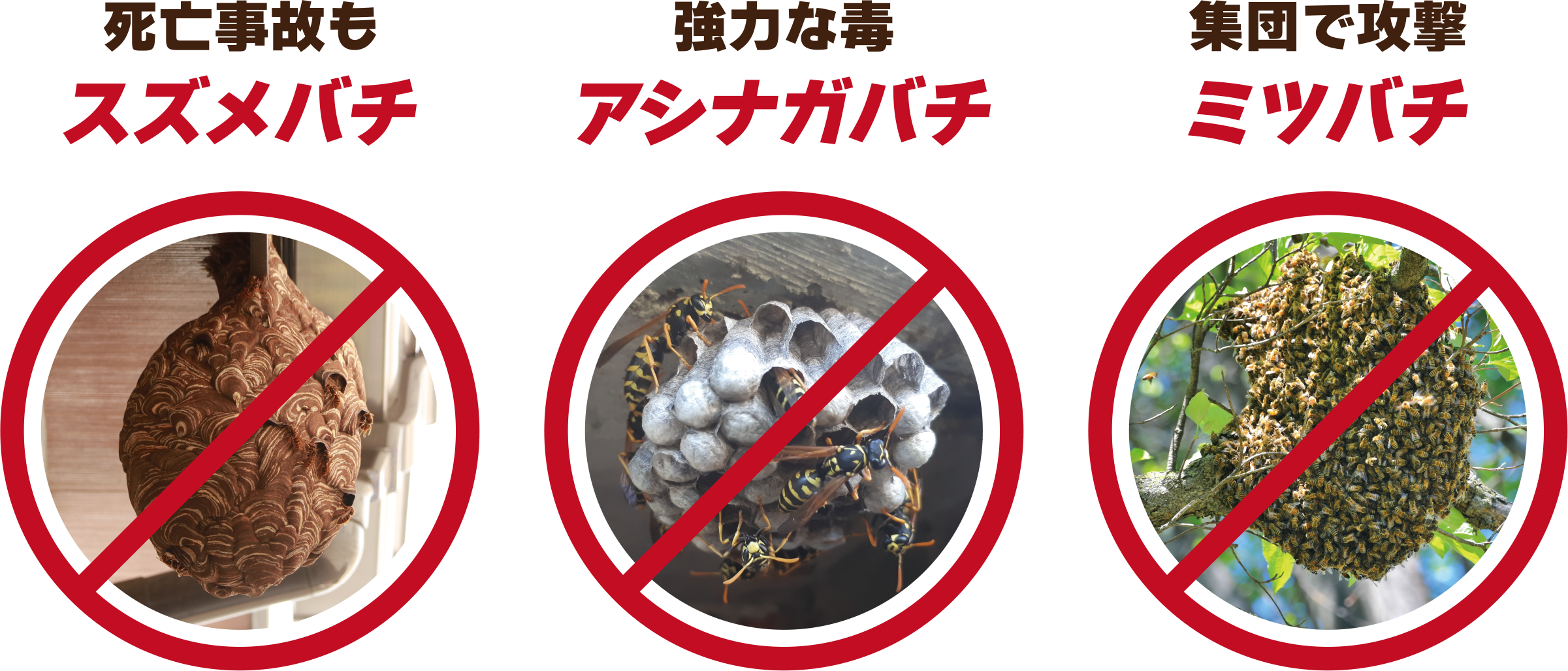 ミツバチ、アシナガバチ、スズメバチ